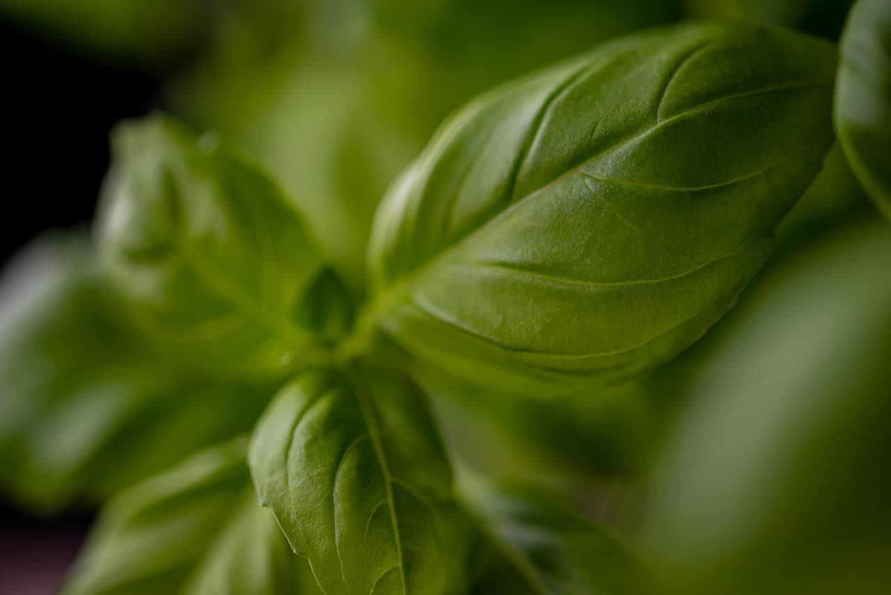 Fresh basil leaves